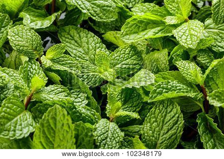 Fresh Mint Leaves