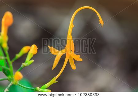 Close Up Yellow Flower Of Globba Winitii