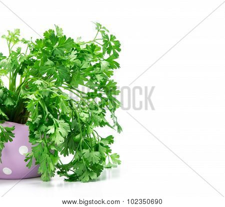 Fresh Green Parsley In Purple Cute Pot On  White Background