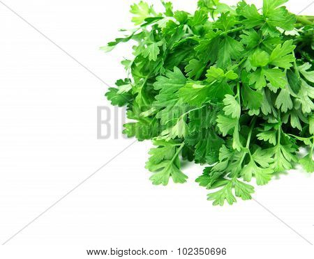 Fresh Green Parsley On  White Background
