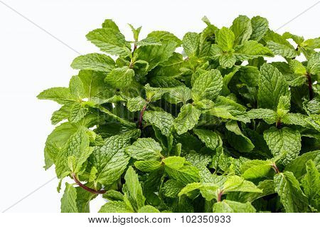 Mint Leaf Close Up On White Background