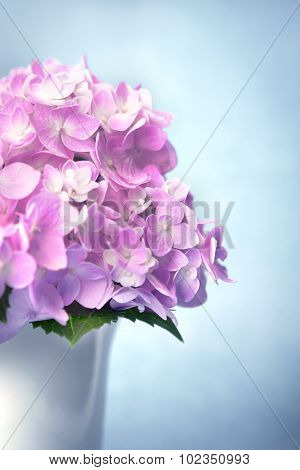 The Sweet  Hydrangea Flowers In White Vase