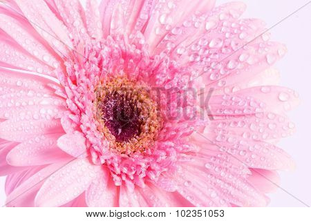 Sweet Pink  Gerbera Flower With Water Droplet, Romantic And Fresh Moment