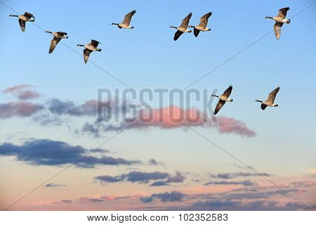 Canada Geese Flying Over A Sunset Sky