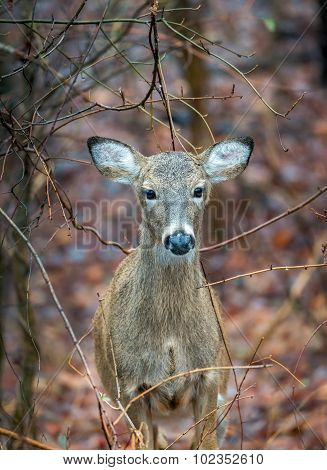 Wild Deer In The Wilderness