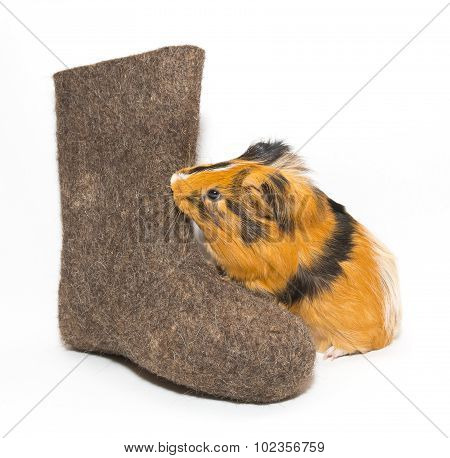 Guinea Pig And Russian Boots