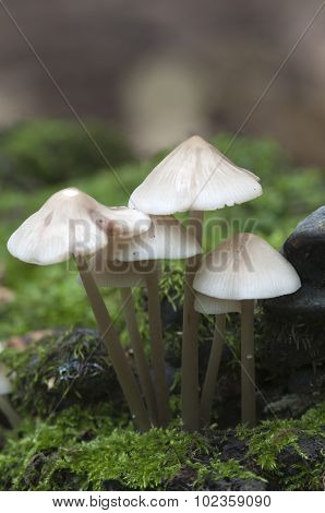 Mycena Galericulata Mushrooms