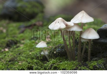 Mycena Galericulata Mushrooms