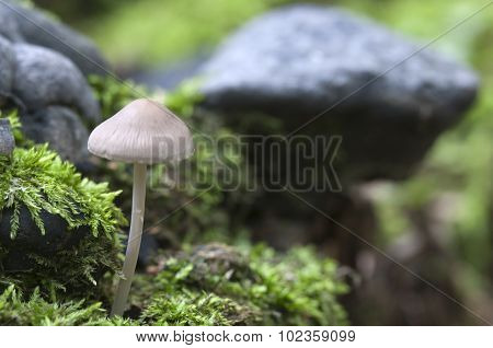 Mycena Galericulata Mushrooms