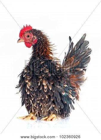 Serama Chicken
