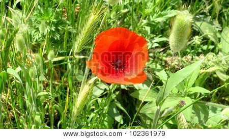 poppy