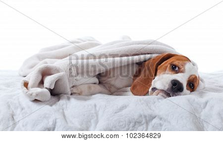 Dog Under A Blanket On White