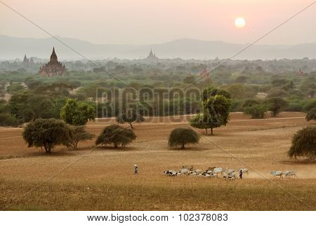 Burmese Herder Leads Cattle Herd
