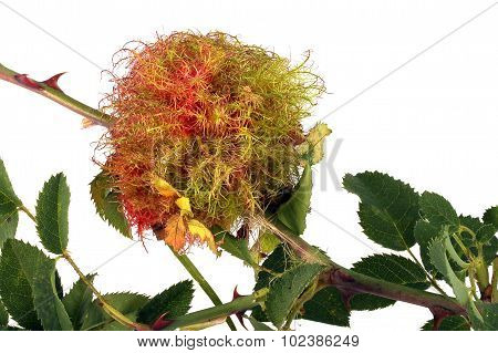 Rose Stem Wasp Gall