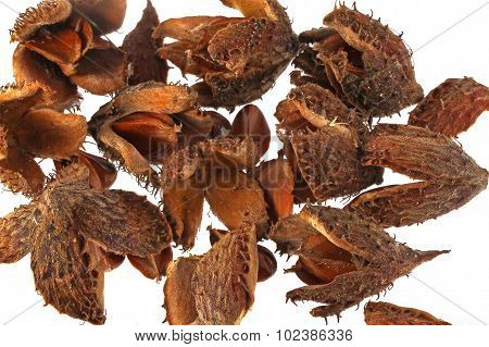 Beechnuts And Husks.