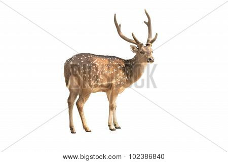 Deer isolated