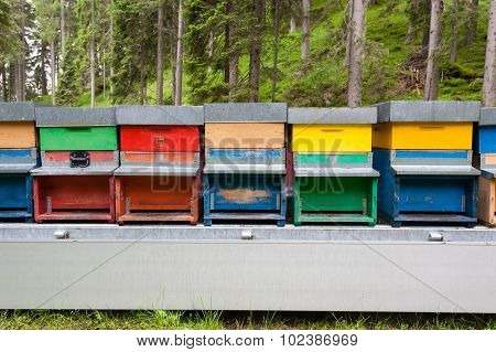 Line Of Hives