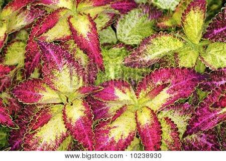 Coleus