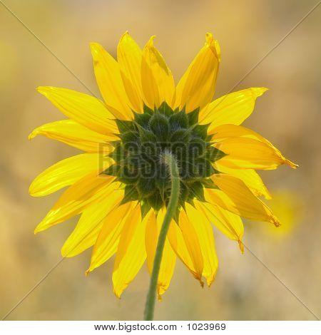 Baggrundsbelyst Sunflower2