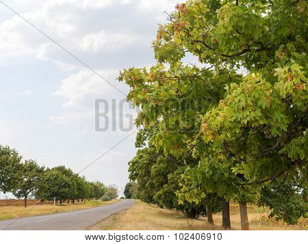 Old Damaged Asphalt Road In Rural Ukraine. Rural Landscape.