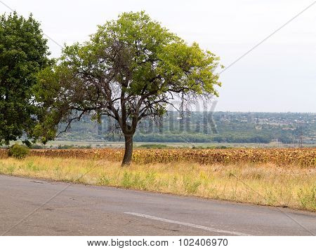 Old Damaged Asphalt Road In Rural Ukraine. Rural Landscape.