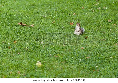 Squirrel