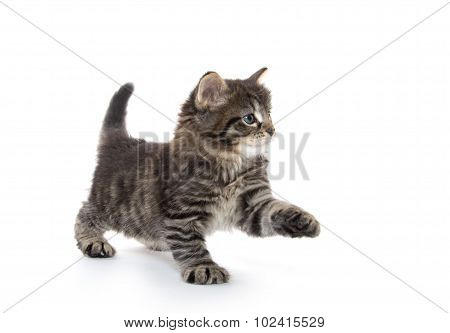 Cute Baby Tabby Kitten On White