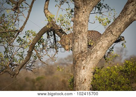 Leopard Climbing Down A Tree