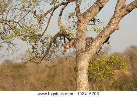 Leopard Climbing Down A Tree