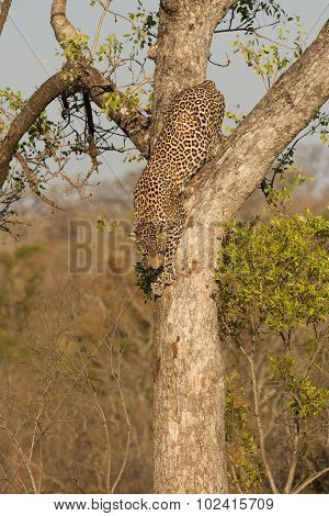 Leopard Climbing Down A Tree