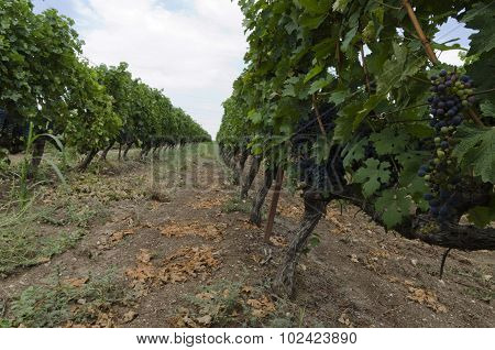 Grapes