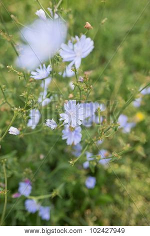 Field Of Grass