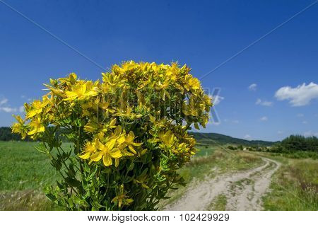 Bunch of tutsan or St. John's wort (Hypericum)  yellow medical flowers
