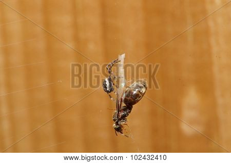 Spider Feeding On Flying Ant