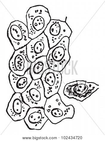 Simple epithelium cells, vintage engraved illustration.
