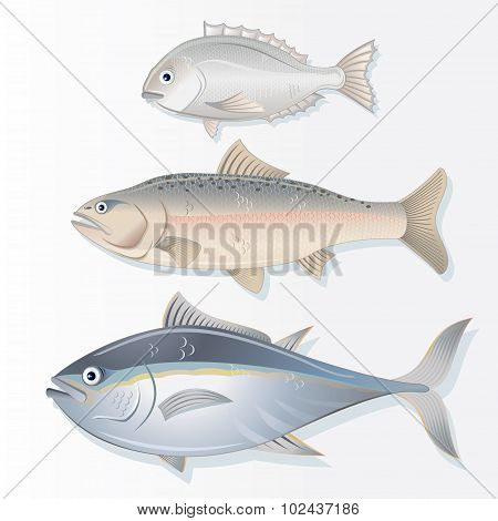 Set of Edible Fishes. Dorado, Salmon and Tuna