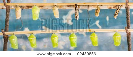 Butterfly Pupa