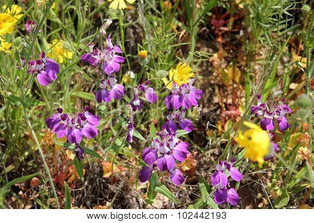 Collinsia Heterophylla