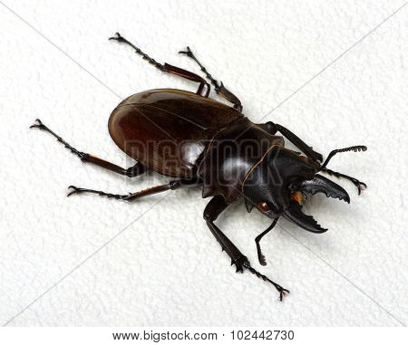 Stag beetle isolated on background