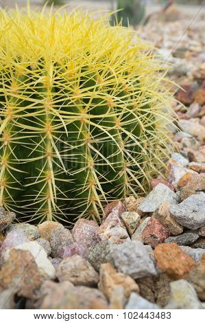 Barrel Cactus