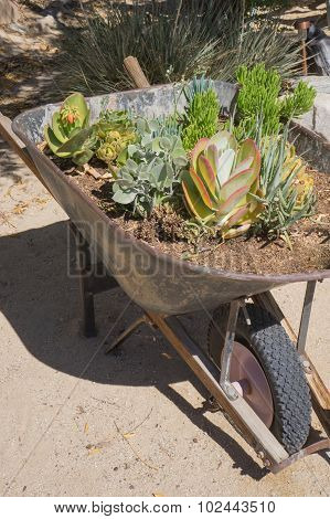 Wheelbarrow Planter