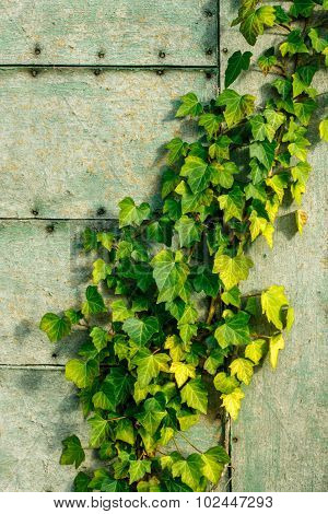 Green and yellow ivy on a fiberboard wall
