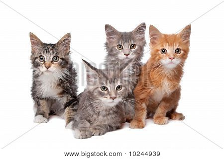 Čtyři Main Coon koťátka v řadě