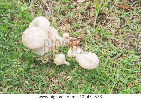 Bolete