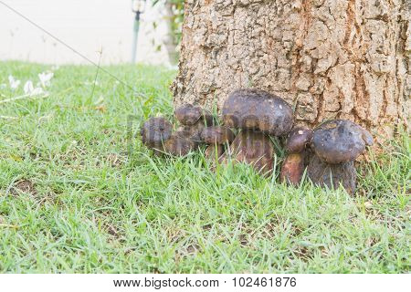 Bolete
