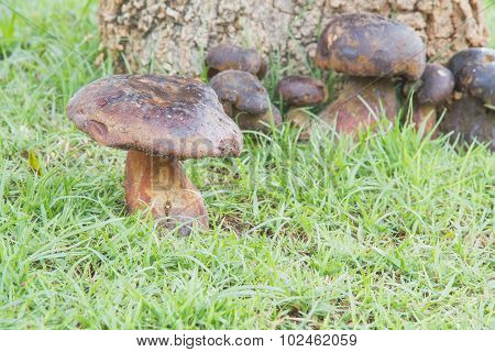Bolete
