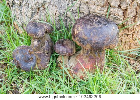 Bolete