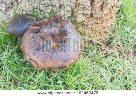 Bolete