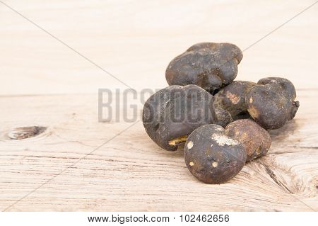 Bolete