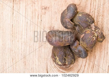 Bolete